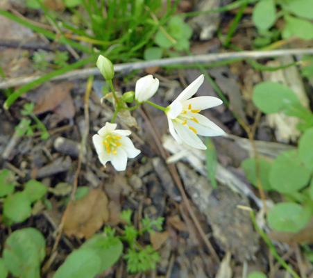Unknown white flower AR