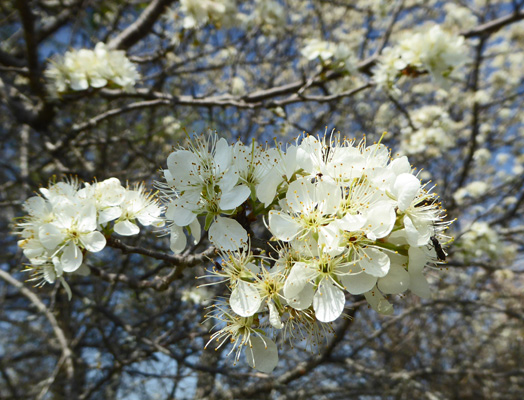 Wild plum flowers