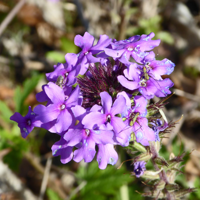 wild phlox Cooper Lake SP