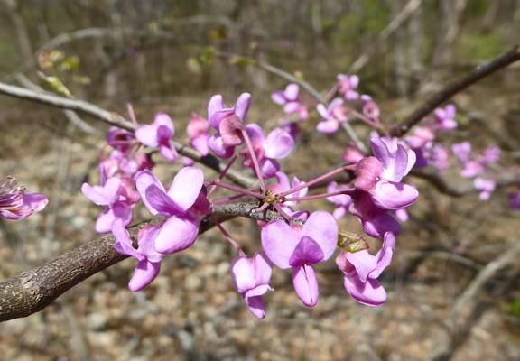 Redbud flowers