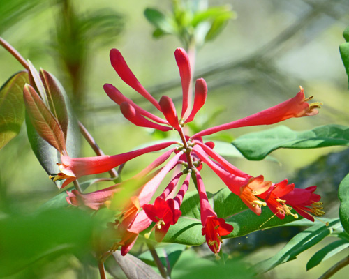 Trumpet Honeysuckle (Lonicera sempervirens)