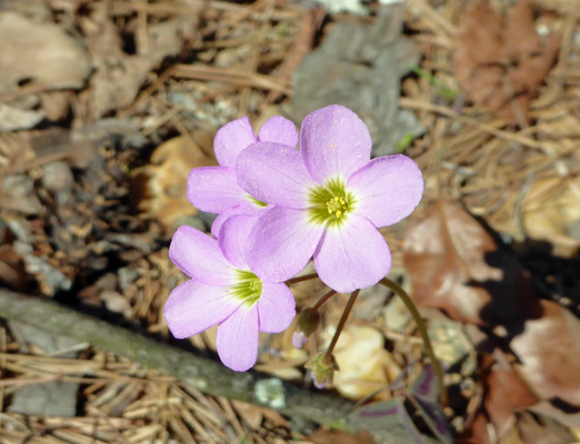 Violet Wood Sorrel (Oxalis violacea)