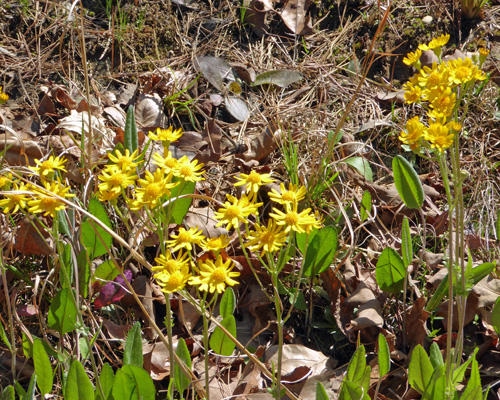 Golden Ragwort (Senecio aureus)