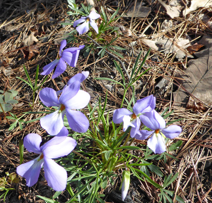 Birdsfoot Violets (Viola pedata)