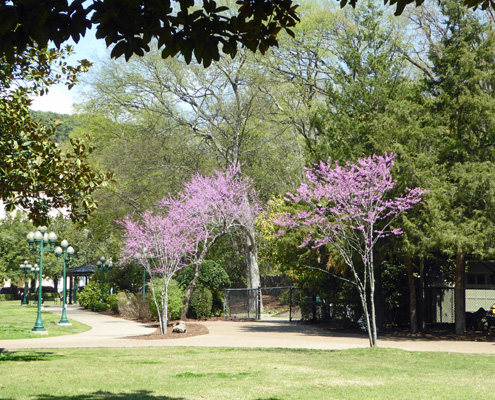 Redbuds Hot Springs AR