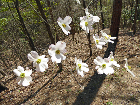 Dogwood (Cornus florida)