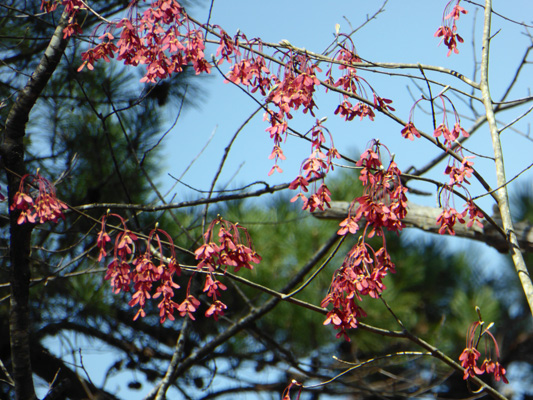 Bright red maple seeds