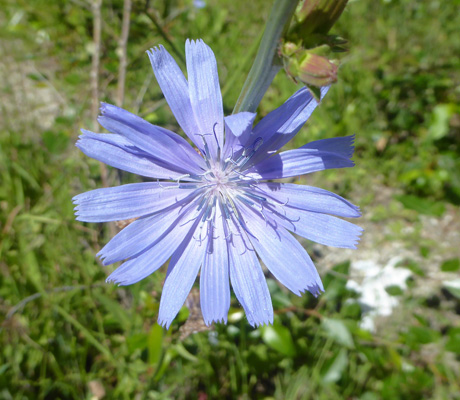 chicory (Cichorium intybus)