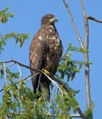 Immature bald eagle