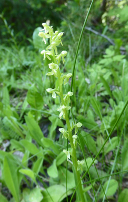 Round-leaved Orchid (Platanthera orbiculata)