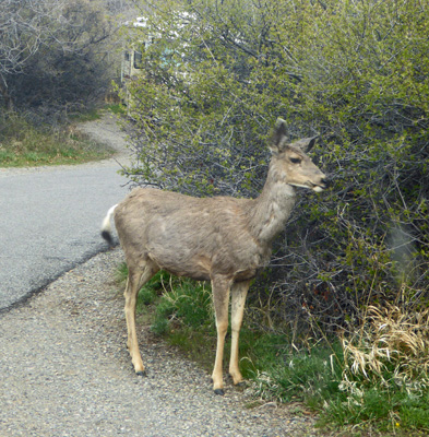 Deer Black Canyon of Gunnison campground