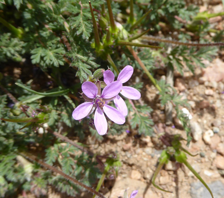Spring Beauty (Claytonia rosea)