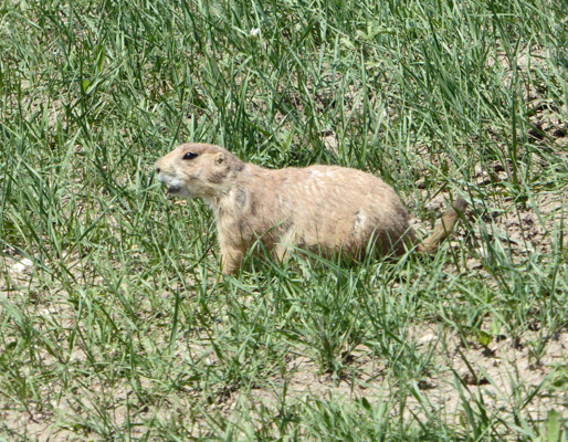 Prairie dog