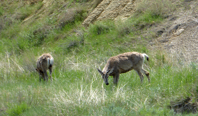 Mule Deer Badlands NP