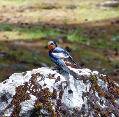 Juvenile Barn Swallow at Baker Lake WA