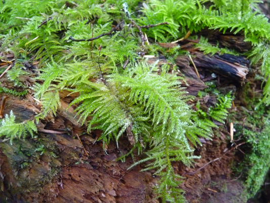 Moss in the rain Baker Lake wA