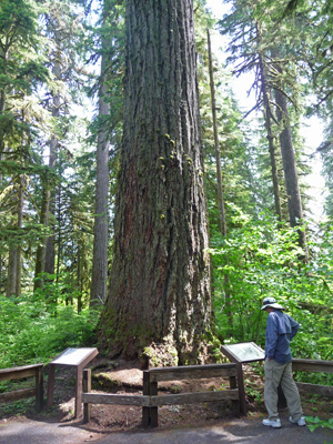 Walter Cooke and old growth Doug Fir