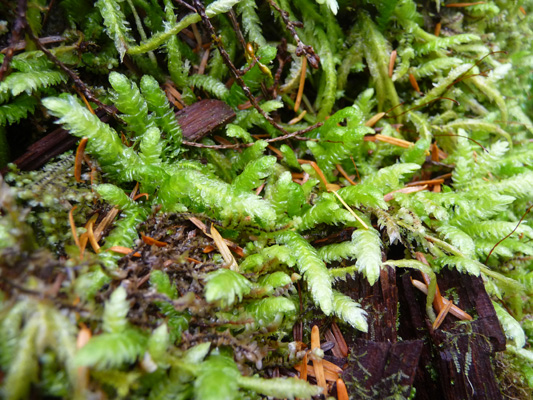 Moss in the rain