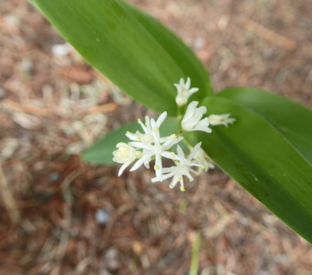 Starry Solomon's Seal (Maianthemum stellatum)