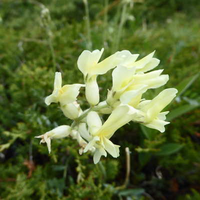 Unknown milkvetch