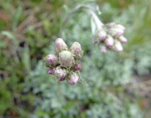 Pink Pussytoes (Antennaria spp.)