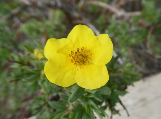 Shrubby Cinquefoil (Dasiphora fruticosa)