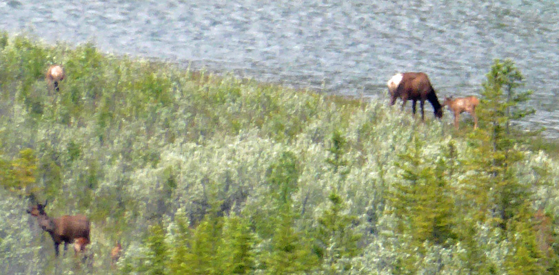 4 elk by Bow River