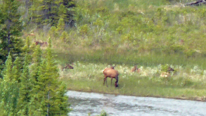 7 Elk by Bow River