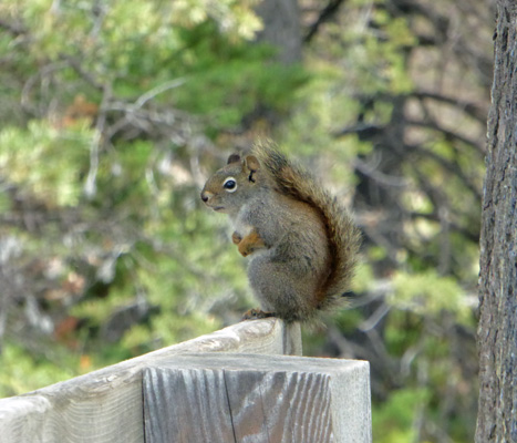 Red Squirrel