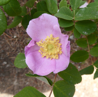 Wild rose