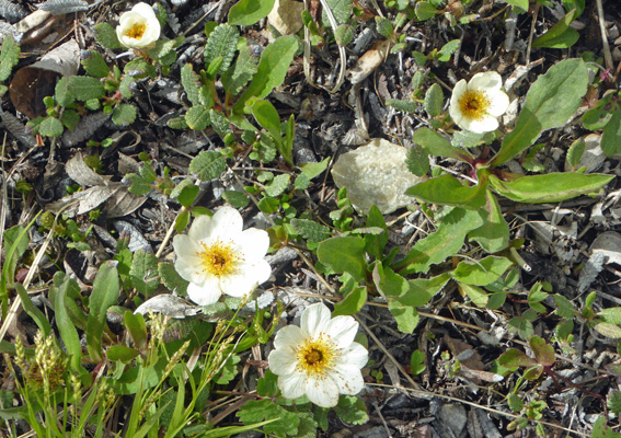 white flowers with yellow centers