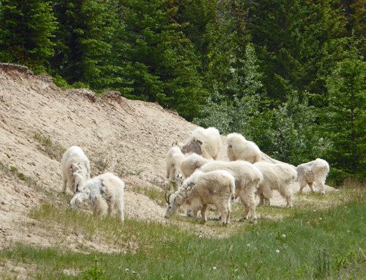 Mountain goats 