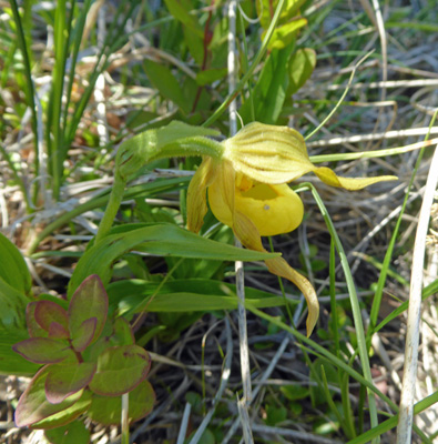 Greater Yellow Ladyslippers (Cypripedium parviflorum var. pubescens)