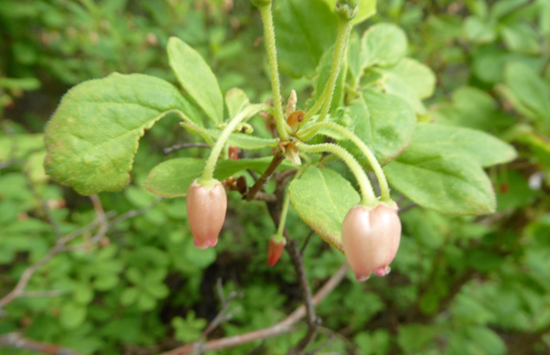 Unknown plant