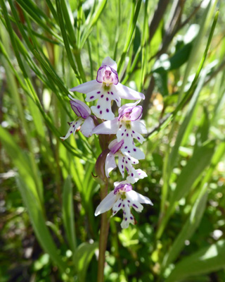 Roundleaf orchids (Galearis rotundifolia)