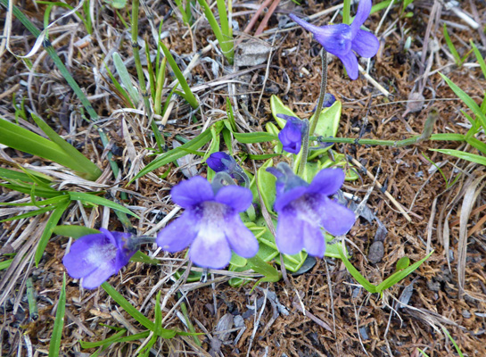 Common Butterwort (Pinguicula vulgaris)