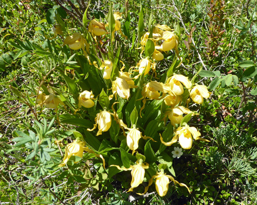 Greater Yellow Ladyslippers (Cypripedium parviflorum var. pubescens)