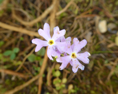 Bird's-eye Primrose (Primula mistassinica)