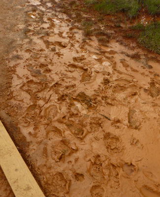 footprints in mud