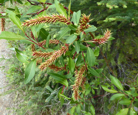 Willow catkins