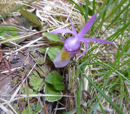 Ladyslipper (Calypso bulbosa)