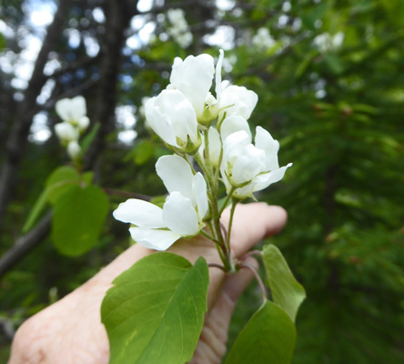 White flowering shrub