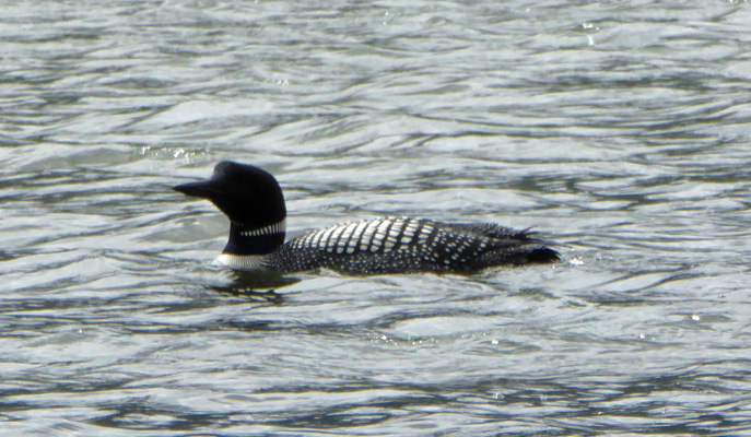 Loon