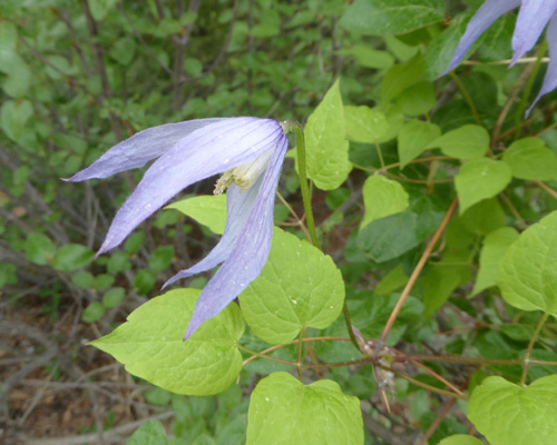 Western Virgin's-bower (Clematis occidentalis)