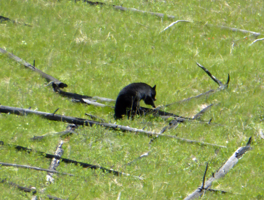 Black bear