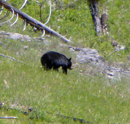 Black bear