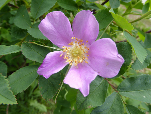 Wild Rose