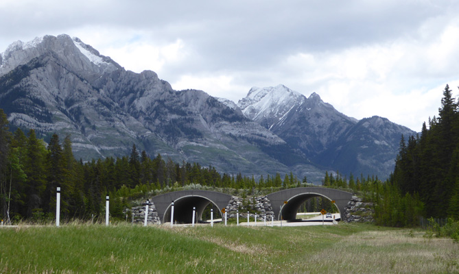 Wildlife overpass