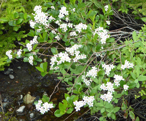 Labrador-tea (Rhododendron groenlandicum)