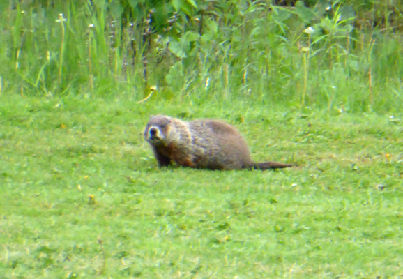 Woodchuck/groundhog